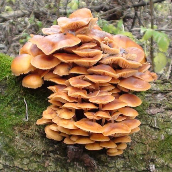 Мицелии грибов