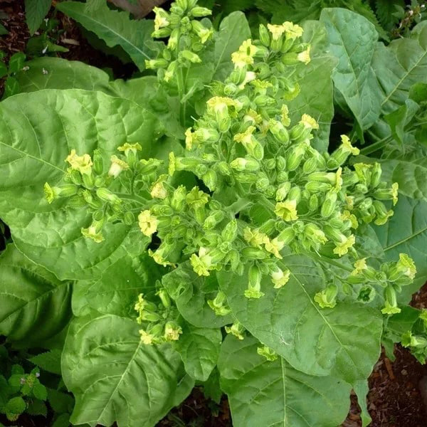 Табак (махорка)