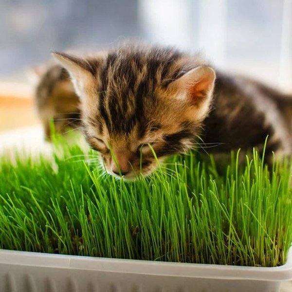 Трава для животных