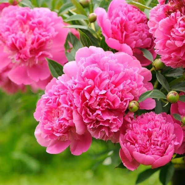 Семена цветочных культур