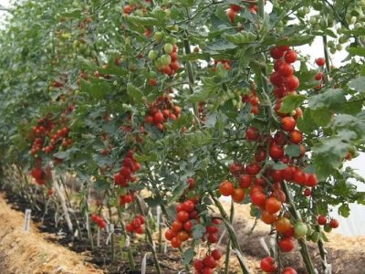 томаты черри