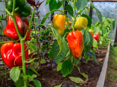 перец в теплице