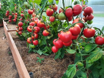 томаты детерминантные