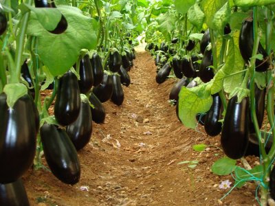 баклажаны в теплице