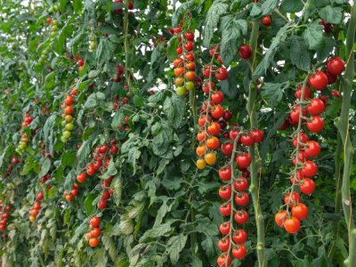 томаты высокорослые