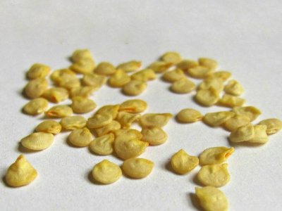 семена перца