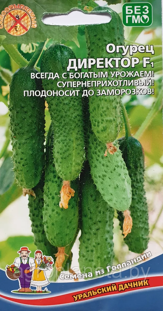 Огурец ДИРЕКТОР F1,6 шт