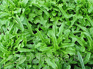 Семена салата КРАСАВЧИК (50 г)