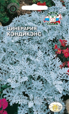 Цинерария КЭНДИКЭНС, 0.1г