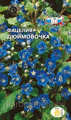 Фацелия ДЮЙМОВОЧКА, 0.5г