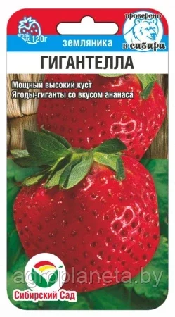 Земляника Гигантелла 10шт