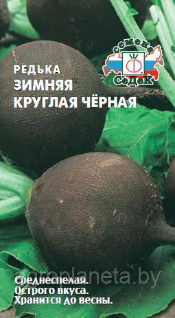 Редька ЗИМНЯЯ КРУГЛАЯ ЧЁРНАЯ, 2г