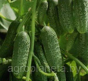 Семена огурца ВЕСЁЛАЯ КОМПАНИЯ F1, 500 сем