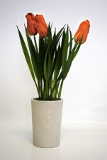 Тюльпаны в кашпо оранжевые