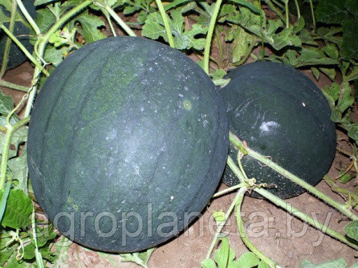 Семена арбуза ШУГА БЭЙБИ, 500 г