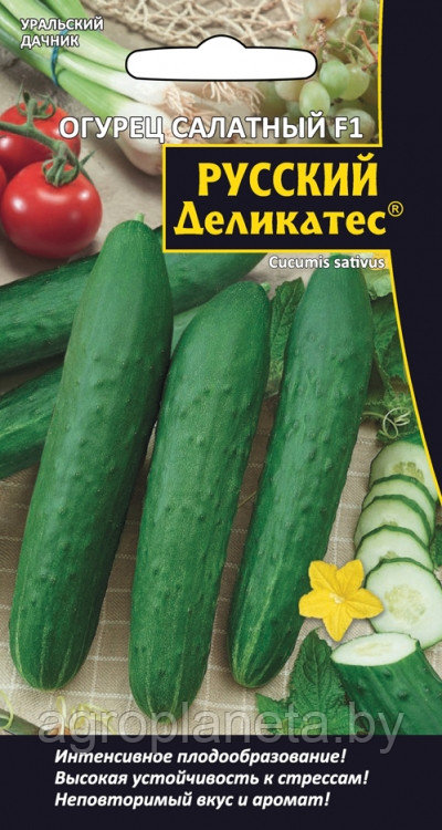 Огурец РУССКИЙ ДЕЛИКАТЕС (салатный)F1, 12 шт
