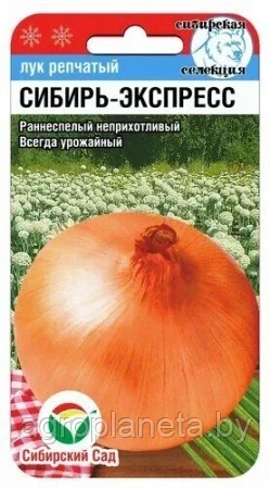 Лук репчатый Сибирь-Экспресс 1г