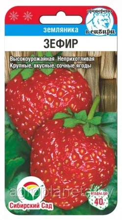 Земляника Зефир 10шт