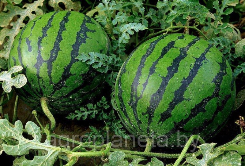 Семена арбуза ЛЕЖЕБОКА МЕДОВЫЙ, 100 г