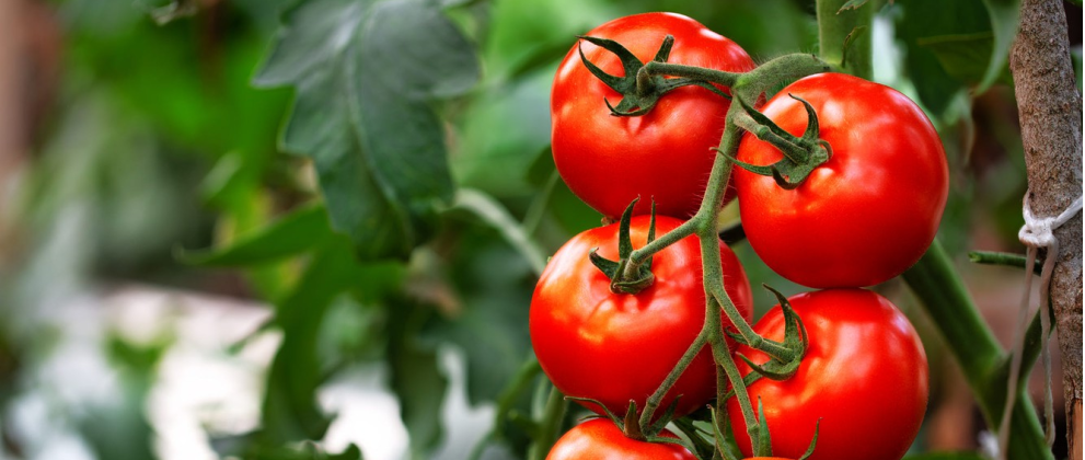 Семена томатов